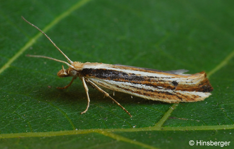 Ypsolopha ustella (CLERCK, 1759)