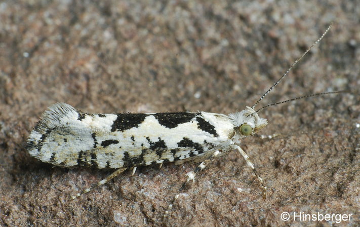 Ypsolopha sequella (CLERCK, 1759)