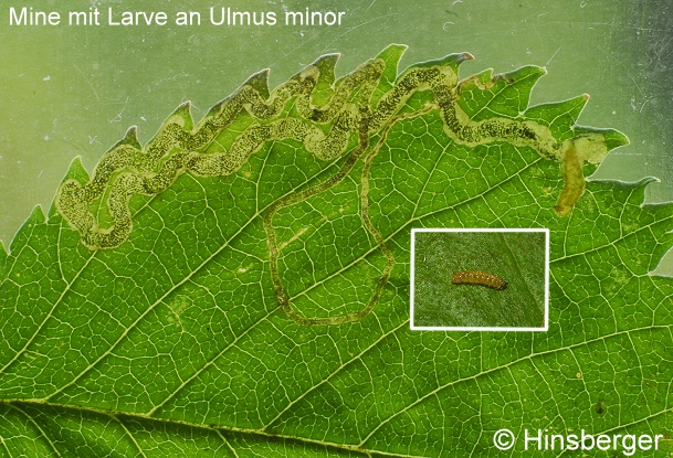 Stigmella lemniscella (ZELLER, 1839)