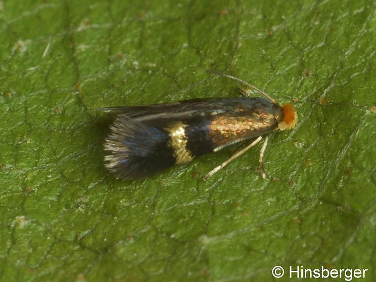 Stigmella aurella (FABRICIUS, 1775)