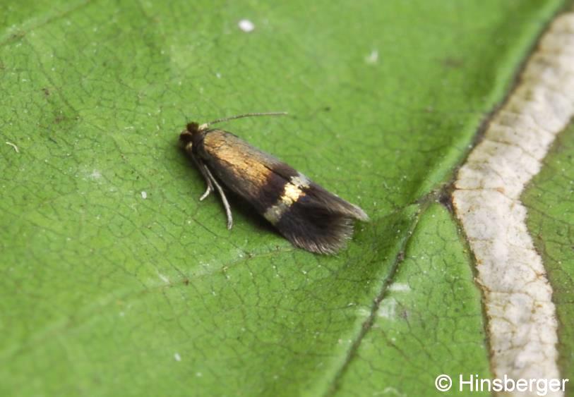 Stigmella aurella (FABRICIUS, 1775)