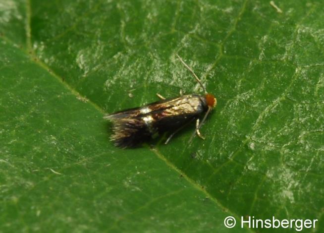 Stigmella aurella (FABRICIUS, 1775)