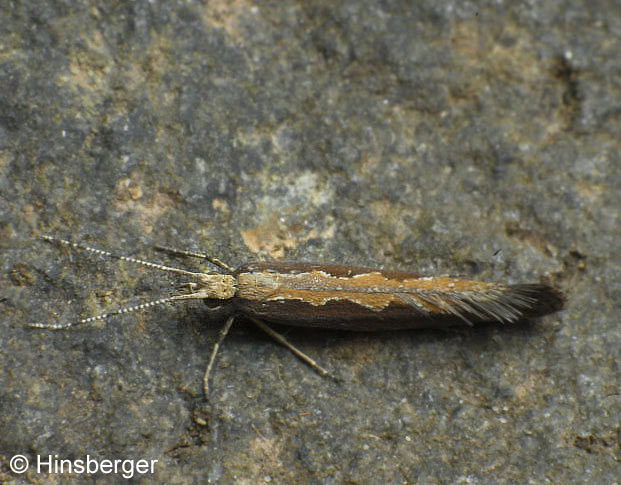 Plutella xylostella (LINNAEUS, 1758)