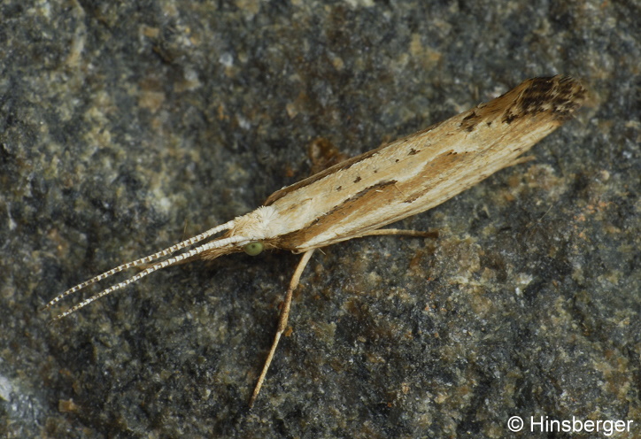 Plutella porrectella (LINNAEUS, 1758)