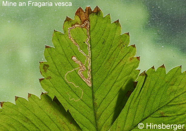 Stigmella splendidissimella (HERRICH-SCHFFER, 1855)