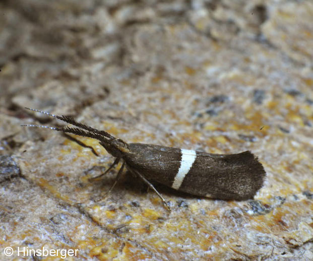 Eidophasia messingiella (Fischer v. Rslerstamm, 1840)