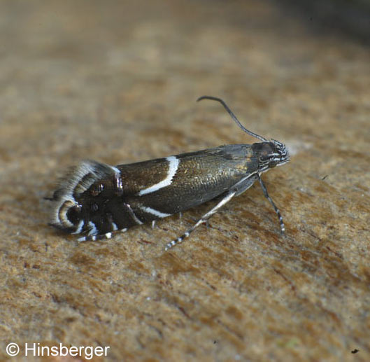 Glyphipterix equitella (SCOPOLI, 1763)