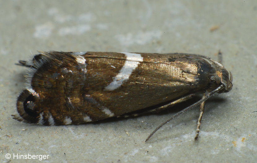 Glyphipterix forsterella (FABRICIUS, 1781)