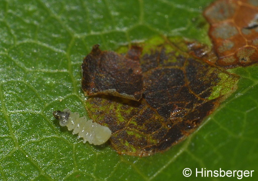 Leucoptera malifoliella (O. Costa, 1836)
