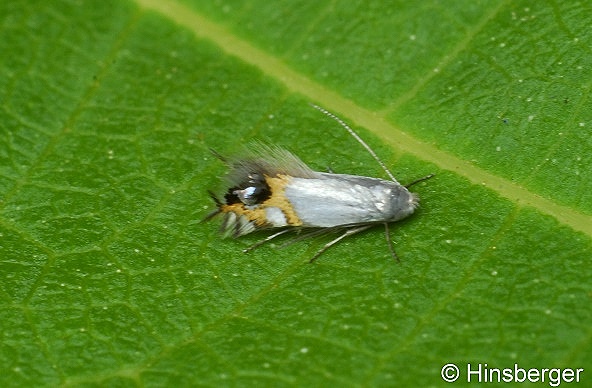 Leucoptera malifoliella (O. Costa, 1836)