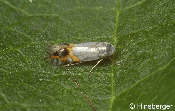 Leucoptera malifoliella (O. Costa, 1836)