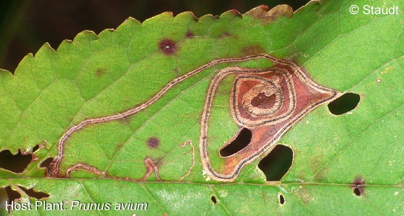 Lyonetia clerkella (LINNAEUS, 1758)