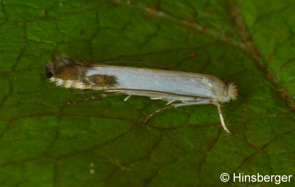 Lyonetia clerkella (LINNAEUS, 1758)