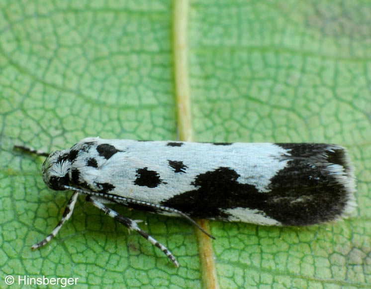 Ethmia quadrillella (GOEZE, 1783)