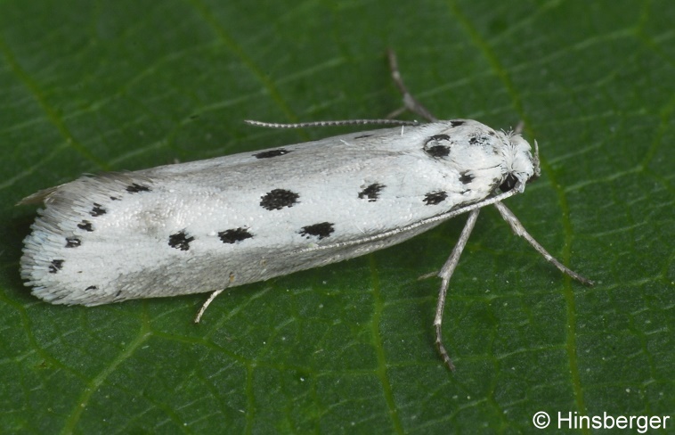 Ethmia terminella T. Fletcher, 1938