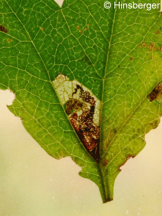 Stigmella perpygmaeella (DOUBLEDAY, 1859)