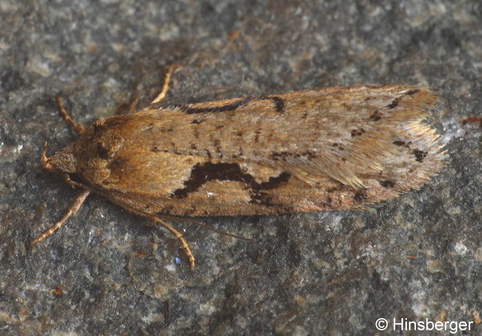 Semioscopis steinkellneriana (DENIS & SCHIFFERMLLER, 1775)