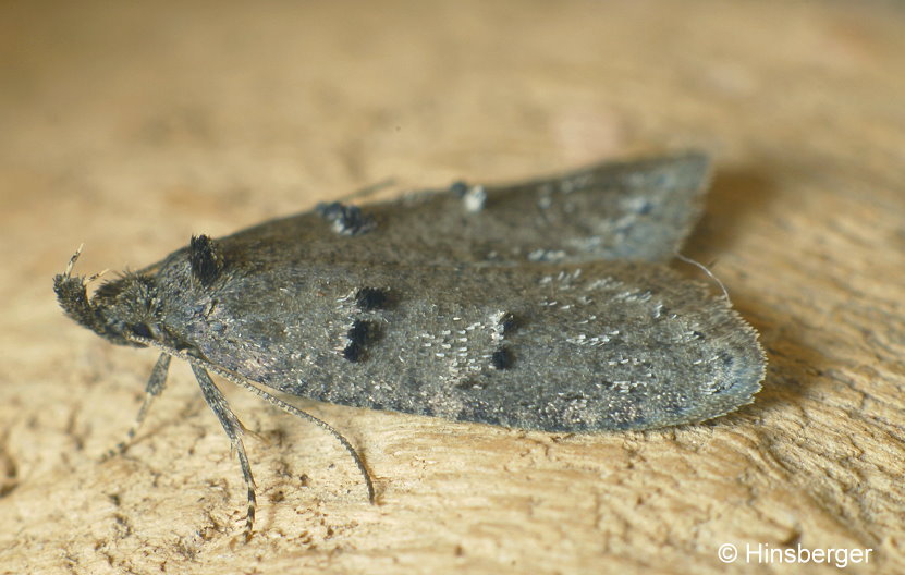 Luquetia lobella (DENIS & SCHIFFERMLLER, 1775)