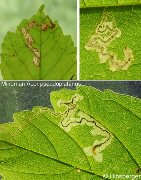Stigmella speciosa (FREY, 1857)