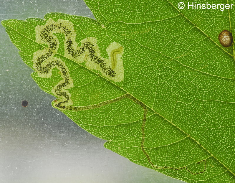 Stigmella speciosa (FREY, 1857)