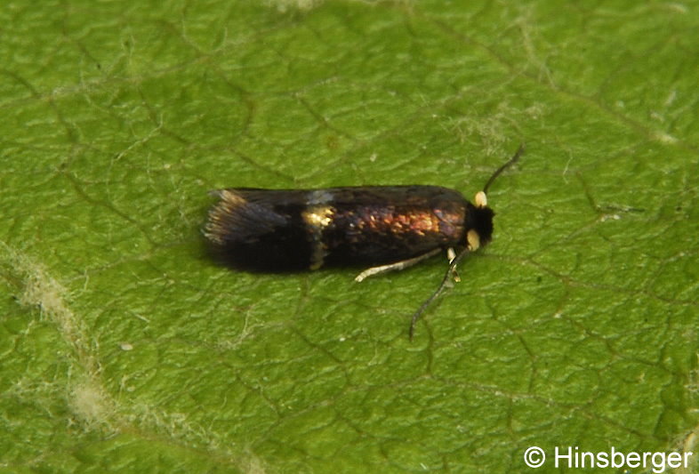 Stigmella speciosa (FREY, 1857)