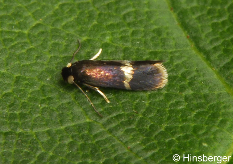 Stigmella speciosa (FREY, 1857)