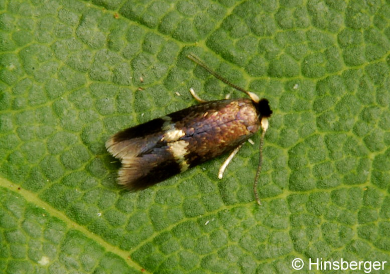Stigmella speciosa (FREY, 1857)