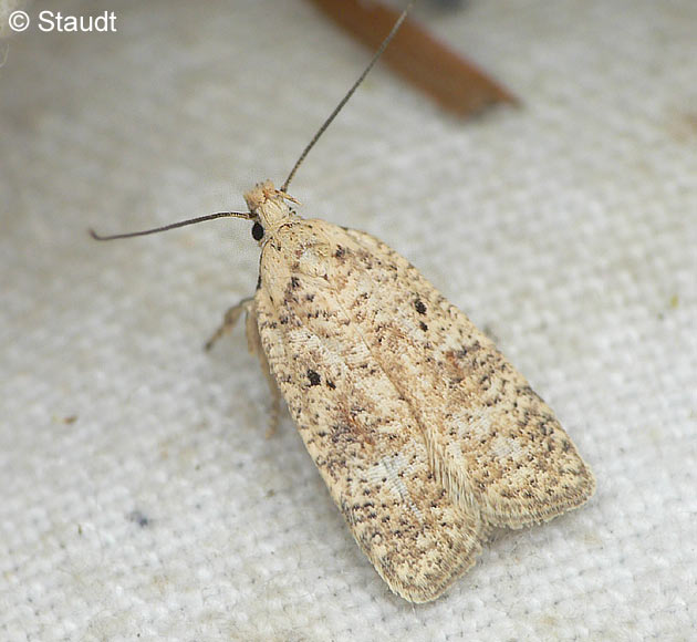 Agonopterix assimilella (TREITSCHKE, 1832)