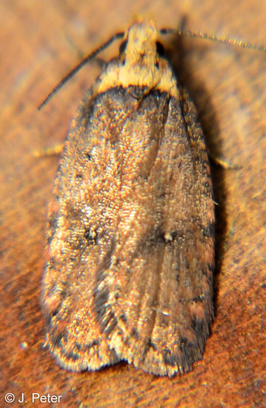 Agonopterix paraselini BUCHNER, 2017