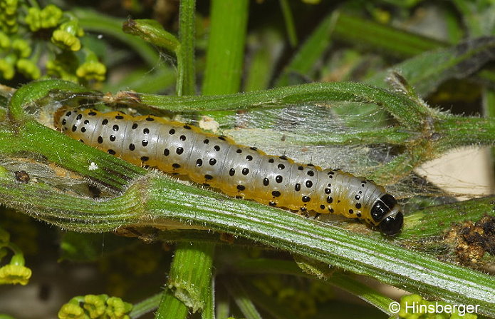 Depressaria pastinacella (DUPONCHEL, 1838)