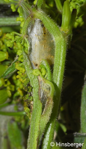 Depressaria pastinacella (DUPONCHEL, 1838)