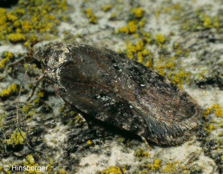 Depressaria albipunctella (DENIS & SCHIFFERMLLER, 1775)