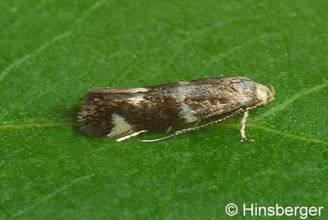 Elachista albifrontella (HBNER, 1817)