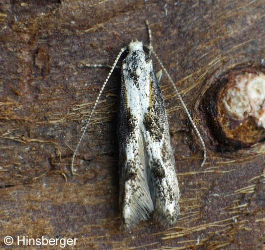 Blastodacna atra (HAWORTH, 1828)