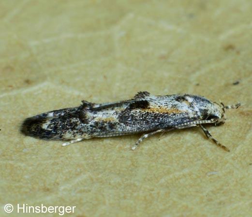 Blastodacna atra (HAWORTH, 1828)