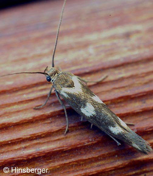 Scythris scopolella (LINNAEUS, 1767)