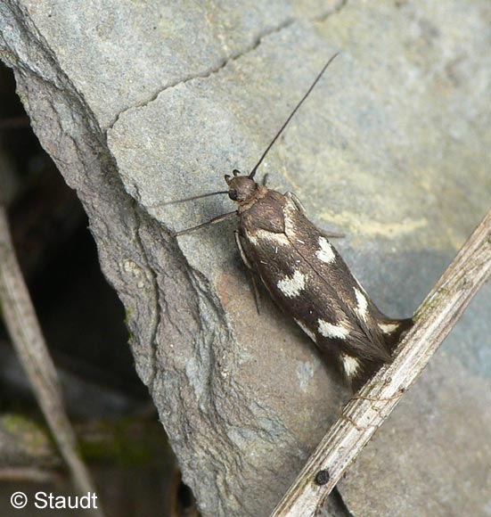 Scythris scopolella (LINNAEUS, 1767)