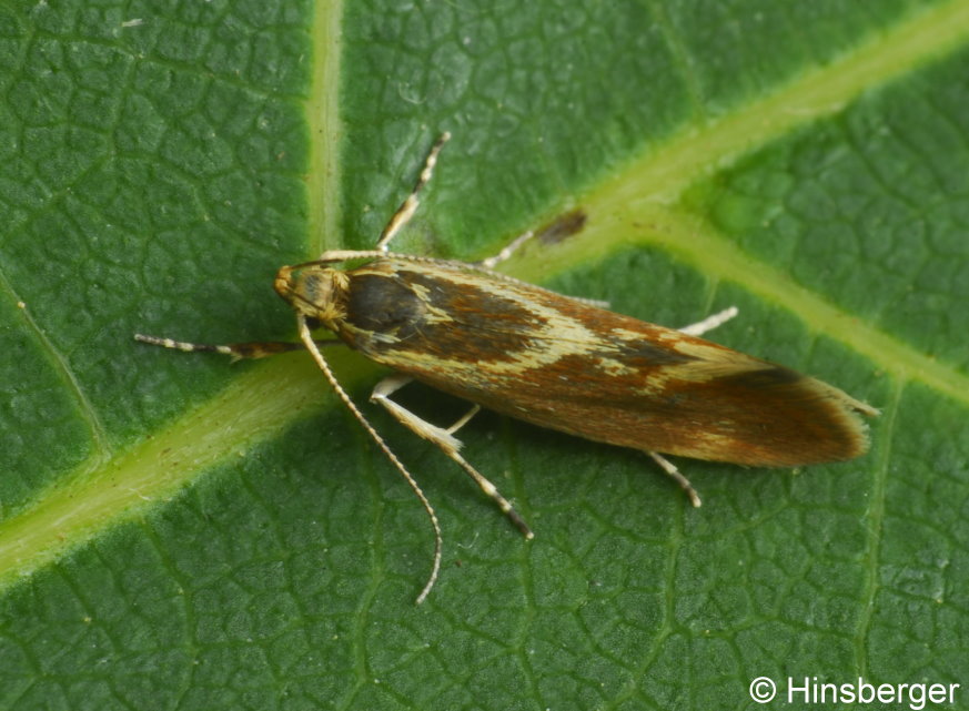 Metalampra cinnamomea (ZELLER, 1839)