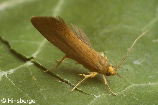 Crassa unitella (HBNER, 1796)