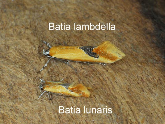 Batia lambdella (DONOVAN, 1793)