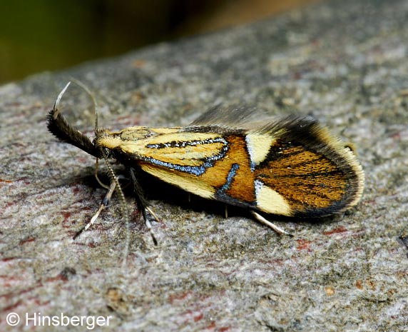 Alabonia geoffrella (LINNAEUS, 1767)