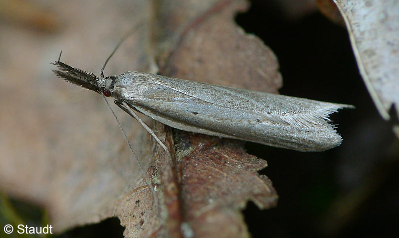 Pleurota bicostella (CLERCK, 1759)