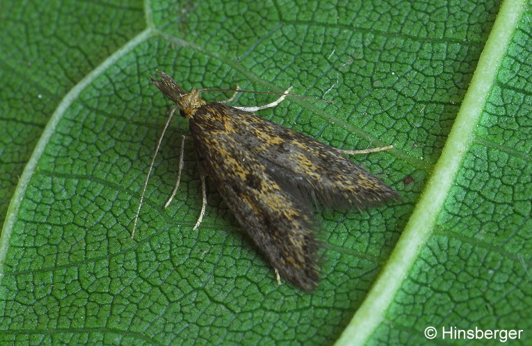 Aplota palpella (HAWORTH, 1828)