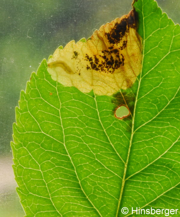 Bohemannia pulverosella (STAINTON, 1849)