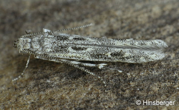 Batrachedra praeangusta (HAWORTH, 1828)