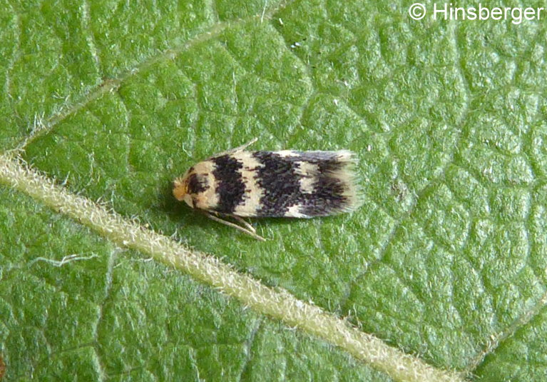 Ectoedemia sericopeza (ZELLER, 1839)