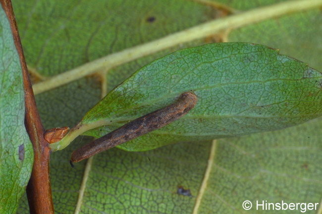 Coleophora spiraeella REBEL, 1916