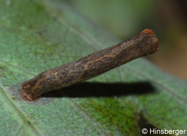 Coleophora spiraeella REBEL, 1916