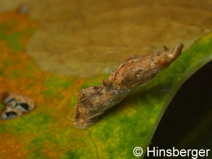 Coleophora flavipennella (DUPONCHEL, 1843)