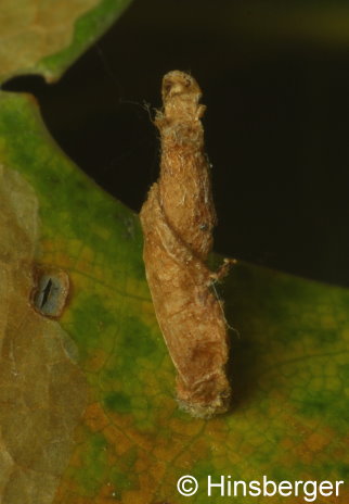 Coleophora flavipennella (DUPONCHEL, 1843)